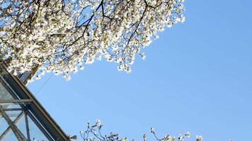 burrard station skön träd blomma i vår i april nära skyskrapor och skytrain station magnolia körsbär blomma japansk sakura vit röd blommor uppsluka blå himmel utan moln stadens centrum se video