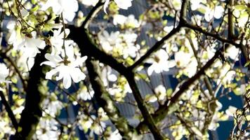 florecer flores magnolia árbol en primavera video