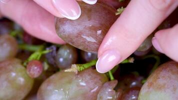 grappes de les raisins dans une boîte dans une supermarché. rose raisins, fermer. récolte de juteux rose les raisins video