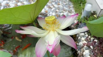 mooi bloeiend lotus bloem in vijver bloemen. aquatisch planten. detailopname visie van bloeiend water lelie van geel bloemblad bloemen en groot drijvend groen bladeren, groeit in de vijver. video
