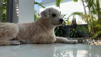 Look up to the sounds of nature in a tropical country A shaggy old dog guards the porch and listens to all sounds. video