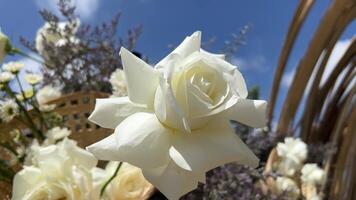 White rose at the open window in the morning. video