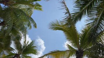 Vietnam phu quoc sandig Strand mit Palme Bäume und Türkis Meer Insel. Sommer- Ferien Hintergrund - - sonnig tropisch Paradies Weiß Sand Strand. Landschaft - - Konzept von Sommer- draußen. video