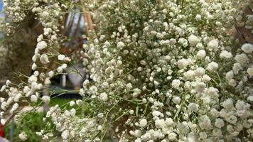 alyssum blanco pequeño flores en un ramo de flores remolino antecedentes cerca arriba video