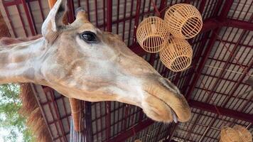 Vietnam phu quoc groots wereld safari hand- beroertes een giraffe in een restaurant met dieren tonen een lang tong hoofd van een dier giraffe video