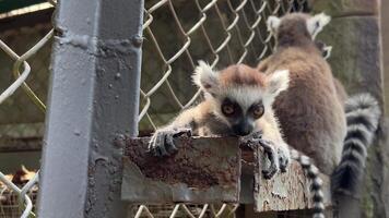 lamer gaapt terwijl zittend Aan de bars twee welpen mam en vader dieren wereld lemur catta schoonmaak de oor van haar baby video