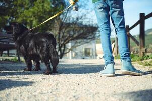 Rear view of a child walking his dog on a leash. People and animals concept. photo