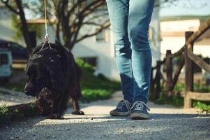 de cerca piernas de un persona en azul mezclilla, caminando un perro, un negro cocker spaniel en Correa en el naturaleza foto