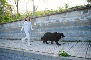 Front shot. Full length portrait of a little child girl taking her cocker spaniel dog for a walk on leash ., against white stone fence background. People. Playing pets. Nature. Lifestyle. Childhood photo