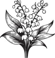 lily of the valley drawing, outline lily of the valley drawing, botanical lily of the valley drawing, realistic botanical lily of the valley drawing, minimalist lily of the valley drawing vector
