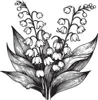 Lily of the Valley line drawing. illustration, isolated floral elements for design. Contour monochrome illustration isolated on a white background vector