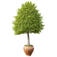 olmo árbol majestuoso árbol con un florero conformado pabellón y áspero surcado ladrar ulmus glabra png