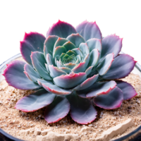 echeveria perla von Norimberga rosone di rosa e viola succulento le foglie nel un' bicchiere terrario png