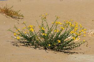 The Judean Desert in the Middle East, located in Israel and the West Bank. photo