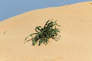 The Judean Desert in the Middle East, located in Israel and the West Bank. photo