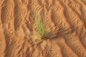 The Judean Desert in the Middle East, located in Israel and the West Bank. photo