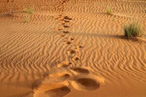 The Judean Desert in the Middle East, located in Israel and the West Bank. photo