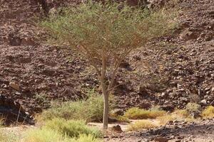 The Judean Desert in the Middle East, located in Israel and the West Bank. photo