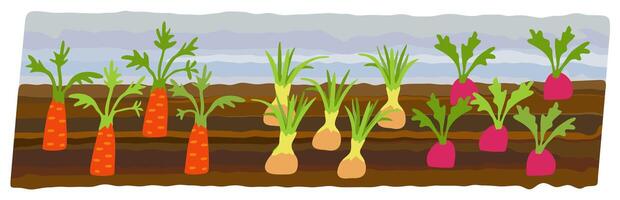 Vegetable beds. Summer garden. Carrot, radish, onion. Garden sprouted plants. isolated illustration vector