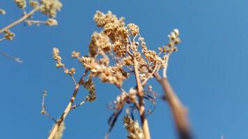 droog planten dichtbij omhoog tegen blauw lucht video