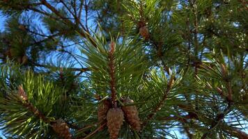 Pine Cones on a Tree Branch Against Blue Sky video