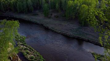 aéreo ver de un río en un bosque video