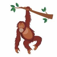 Orangutan illustration on White Background vector