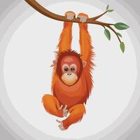 Orangutan illustration on White Background vector