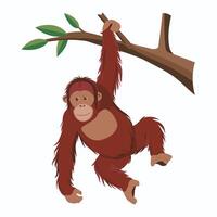 Orangutan illustration on White Background vector