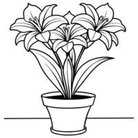 Amaryllis Flower outline illustration coloring book page design, Amaryllis Flower black and white line art drawing coloring book pages for children and adults vector