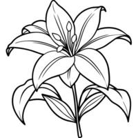 Amaryllis Flower outline illustration coloring book page design, Amaryllis Flower black and white line art drawing coloring book pages for children and adults vector