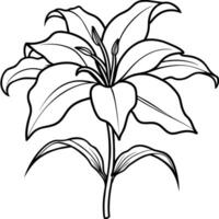 Amaryllis Flower outline illustration coloring book page design, Amaryllis Flower black and white line art drawing coloring book pages for children and adults vector