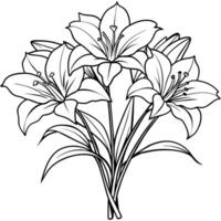 Amaryllis Flower outline illustration coloring book page design, Amaryllis Flower black and white line art drawing coloring book pages for children and adults vector