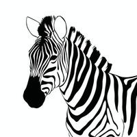 zebra black and white illustration vector