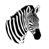 zebra black and white illustration vector