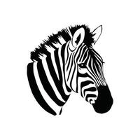 zebra black and white illustration vector