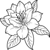 Azalea flower outline illustration coloring book page design, Azalea flower black and white line art drawing coloring book pages for children and adults vector