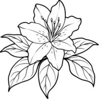 Azalea flower outline illustration coloring book page design, Azalea flower black and white line art drawing coloring book pages for children and adults vector