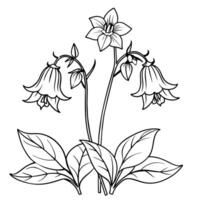 Canterbury Bells flower outline illustration coloring book page design, Canterbury Bells flower black and white line art drawing coloring book pages for children and adults vector