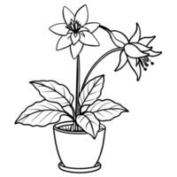 Columbine flower outline illustration coloring book page design, Columbine flower black and white line art drawing coloring book pages for children and adults vector