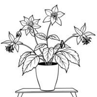 Columbine flower outline illustration coloring book page design, Columbine flower black and white line art drawing coloring book pages for children and adults vector