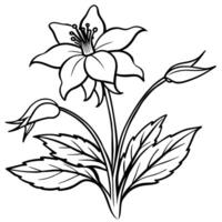 Columbine flower outline illustration coloring book page design, Columbine flower black and white line art drawing coloring book pages for children and adults vector