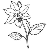 Columbine flower outline illustration coloring book page design, Columbine flower black and white line art drawing coloring book pages for children and adults vector