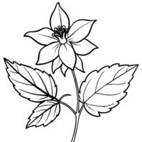 Columbine flower outline illustration coloring book page design, Columbine flower black and white line art drawing coloring book pages for children and adults vector