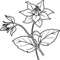 Columbine flower outline illustration coloring book page design, Columbine flower black and white line art drawing coloring book pages for children and adults vector