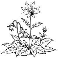 Columbine flower outline illustration coloring book page design, Columbine flower black and white line art drawing coloring book pages for children and adults vector