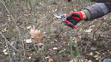 person kneeling on soil, cutting tree branches with scissors video