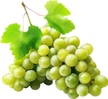 Fruits - Green Grape isolated on a transparent background png