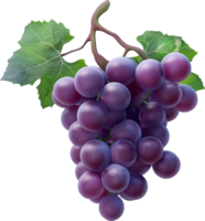 Fruits - Purple grape with leaves isolated on a transparent background png