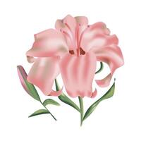 ilustración de flor de lirio vector
